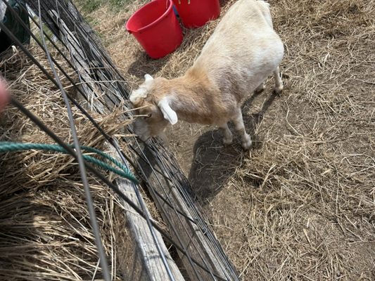 Red Apple Farm by null