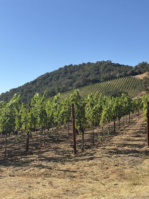 Odette Estate Winery by null