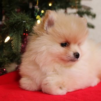 Passionate PomPoms - Pet Breeders Near Me Passionate PomPoms - Pet Breeders Near Me