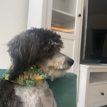 Pecas Grooming Salon - What she looked like after her picking her up from the other groomer ‍ - Pet Groomers Near Me - Sanford, Florida