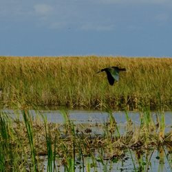 Airboat Rides West Palm Beach