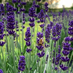 Dobaj Dreamer Lavender Farm