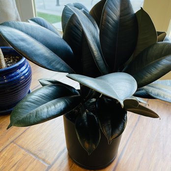 Greenwood Shop - Rubber plant for abundance, wealth, happiness - Nurseries & Gardening Near Me - Studio City, California Greenwood Shop - Rubber plant for abundance, wealth, happiness - Nurseries & Gardening Near Me - Studio City, California