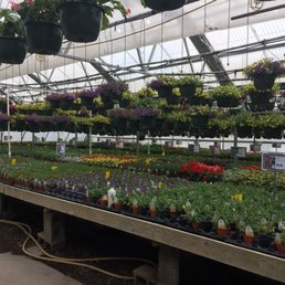 Annuals Annuals