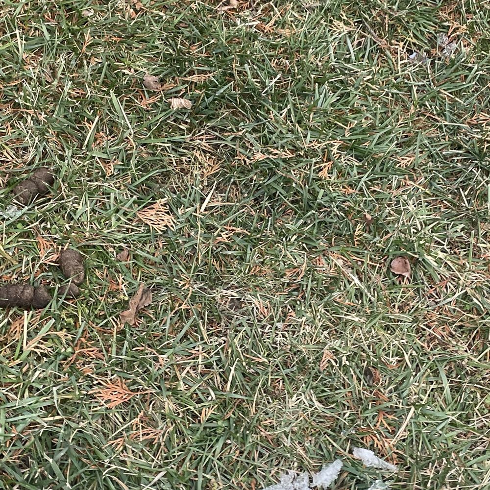 River Forest Apartments - Dog poop - Apartments Near Me - Chester, Virginia River Forest Apartments - Dog poop - Apartments Near Me - Chester, Virginia