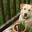 A Puppy's Prayer - pet boarding facility in Mechanicsville, VA