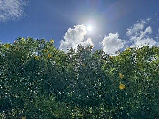 Anuenue Cafe by null