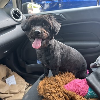 Groomingdales - After - Pet Groomers Near Me - Torrington, Connecticut