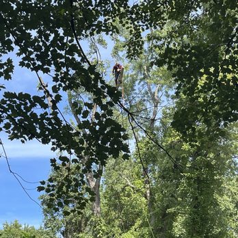 Gordon W. Frazier Tree Service - Tree Services Near Me - Culpeper, Virginia Gordon W. Frazier Tree Service - Tree Services Near Me - Culpeper, Virginia
