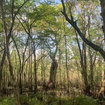 Lettuce Lake Park - Beautiful shot ! - Parks Near Me - Tampa, Florida
