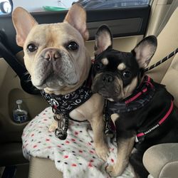 These pup love the pet market