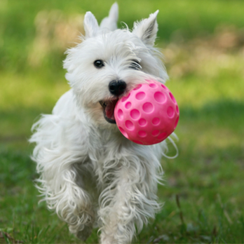 The Grand Paw - Pet Groomers Near Me - Indio, California