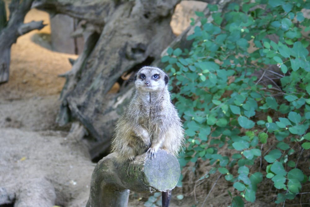 ZOOLOGISCHER GARTEN EBERSWALDE Updated August 2024 153 Photos & 39
