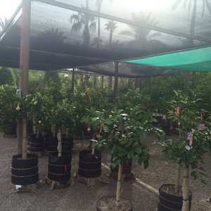 Greenfield Citrus Nursery Takeout Delivery 17 Photos 18 Reviews Nurseries Gardening 2558 E Lehi Rd Mesa Az Phone Number Yelp Greenfield Citrus Nursery Takeout