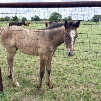 Alexander Vineyards - Baby colt. - Wineries Near Me - Fredericksburg, Texas Alexander Vineyards - Baby colt. - Wineries Near Me - Fredericksburg, Texas