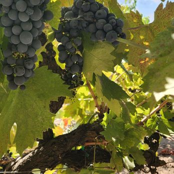 LVVR Sparkling Cellars - Wine Tasting Room Near Me - Lodi, California LVVR Sparkling Cellars - Wine Tasting Room Near Me - Lodi, California