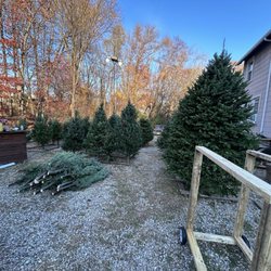 Nearest Christmas Trees