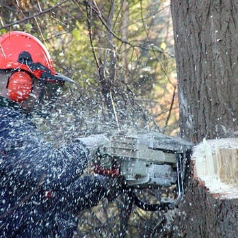 Minnesota Tree Care - Tree Services Near Me - Northfield, Minnesota Minnesota Tree Care - Tree Services Near Me - Northfield, Minnesota