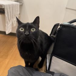 The Animedic - Black cat at vet
