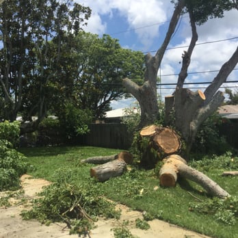 Acorn Tree Service - Tree Services Near Me - Clearwater, Florida