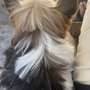 Photo of Doggie Styles