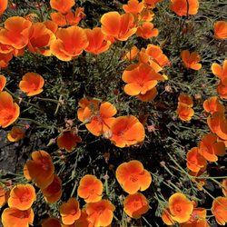 Windrush Inn - Landscaping
