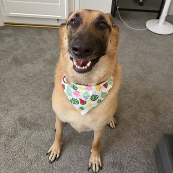 Pit Stop Pet Spa - Belgium Malinois - Pet Groomers Near Me Pit Stop Pet Spa - Belgium Malinois - Pet Groomers Near Me