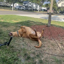 Tampa East RV Community - Dog Friendly.