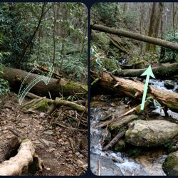 Lee Falls Trailhead - The fight to the waterfalls begin after the 6th creek crossing. Notice the absence of trail on all the pics.