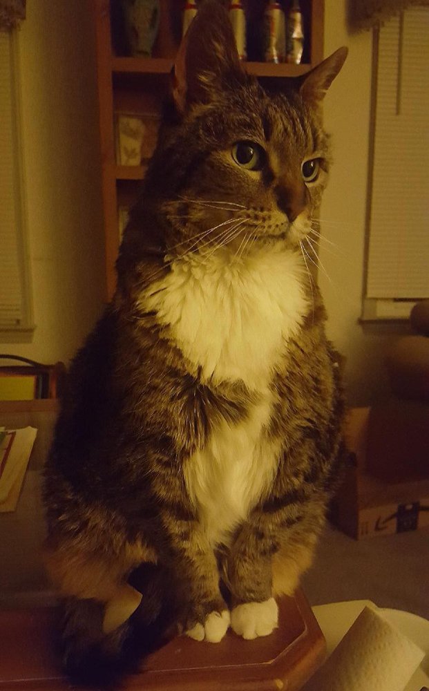 PREMIER VETCARE Updated October 2024 16 Photos & 46 Reviews 13197 Old Nashville Hwy