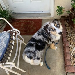 Dog butt Dog butt
