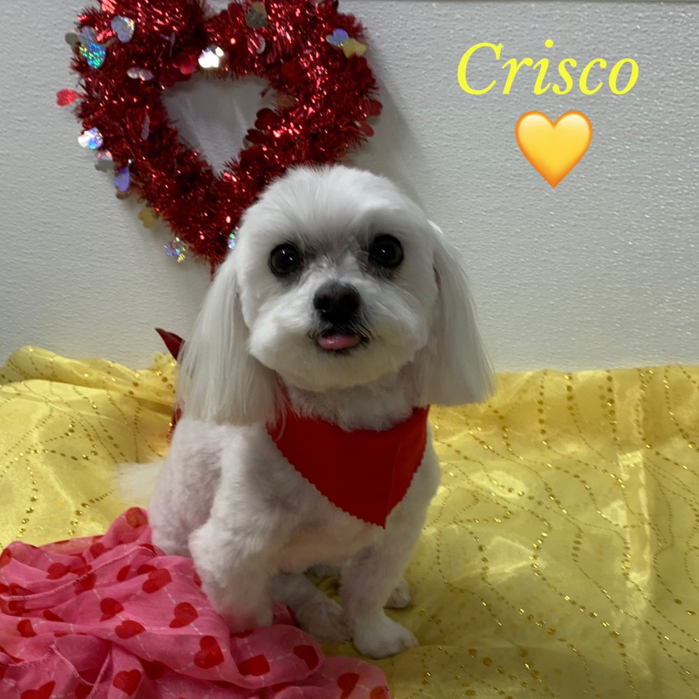 TONYA’S TENDER TOUCH DOG GROOMING Updated May 2024 23 Photos 2352