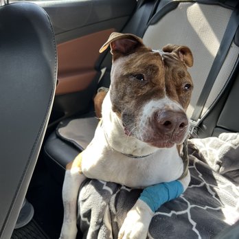 Bush Veterinary Neurology Service - Springfield - About to go home after his second antitoxin treatment - Veterinarians Near Me - Springfield, Virginia
