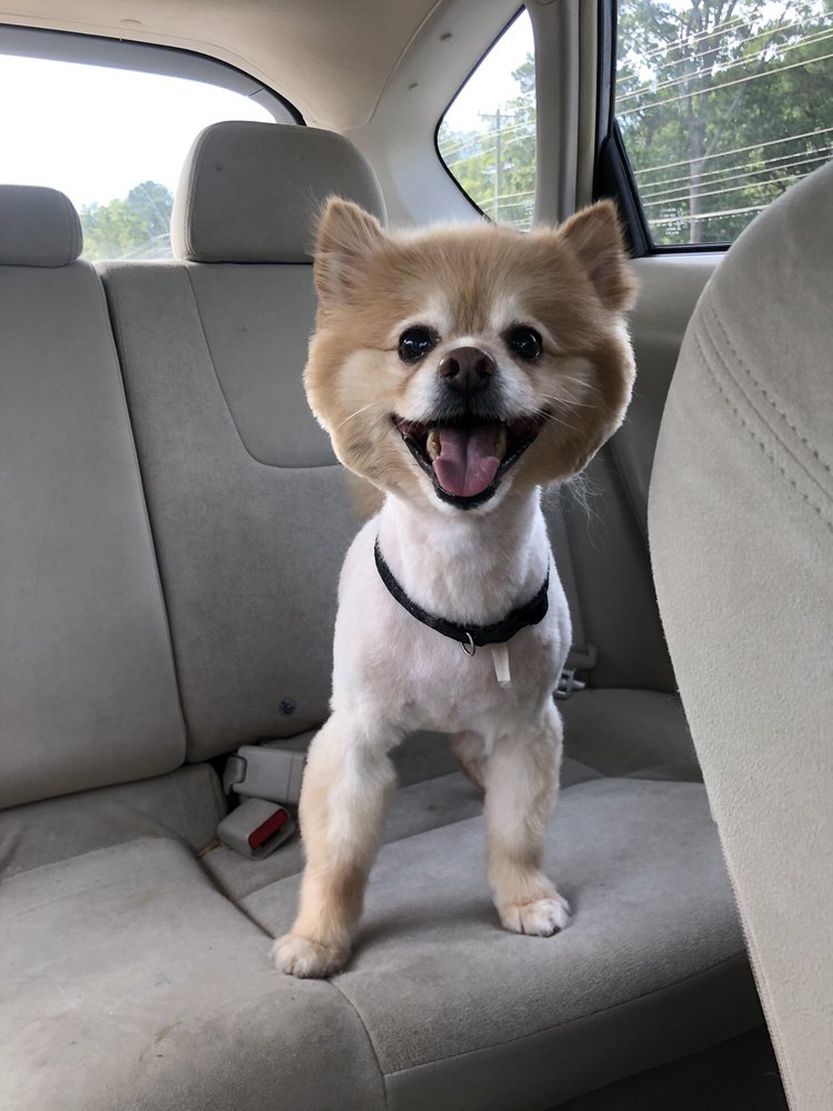 ALL BREED GROOMING BY WALLY 53 Photos & 14 Reviews Pet Groomers