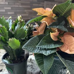 Poinsettia and Thanksgiving cactus Poinsettia and Thanksgiving cactus