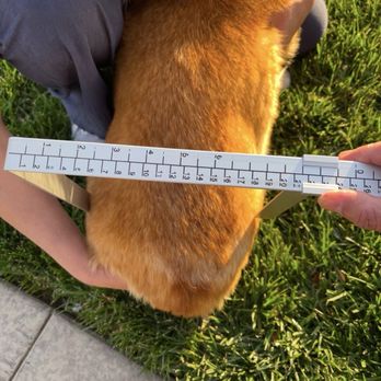 Compassion Chiropractic - Dr.Chen helping me get accurate measurements to order my dogs wheelchair! - Chiropractors Near Me - Irvine, California Compassion Chiropractic - Dr.Chen helping me get accurate measurements to order my dogs wheelchair! - Chiropractors Near Me - Irvine, California