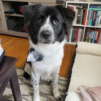 Groomingdale's - After her second groom, cutest black and white bandana! - Pet Groomers Near Me - Norfolk, Virginia