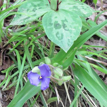 Stillhouse Hollow Falls Trail - Trillium and Spiderwort (5/1/18) - Hiking Near Me - Mount Pleasant, Tennessee Stillhouse Hollow Falls Trail - Trillium and Spiderwort (5/1/18) - Hiking Near Me - Mount Pleasant, Tennessee