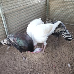 Our birds