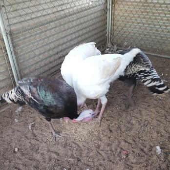 Vang's Chicken Farm - Our birds - Meat Shops Near Me - Fresno, California