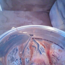 Discust8ng fly found in my Frappe Discust8ng fly found in my Frappe