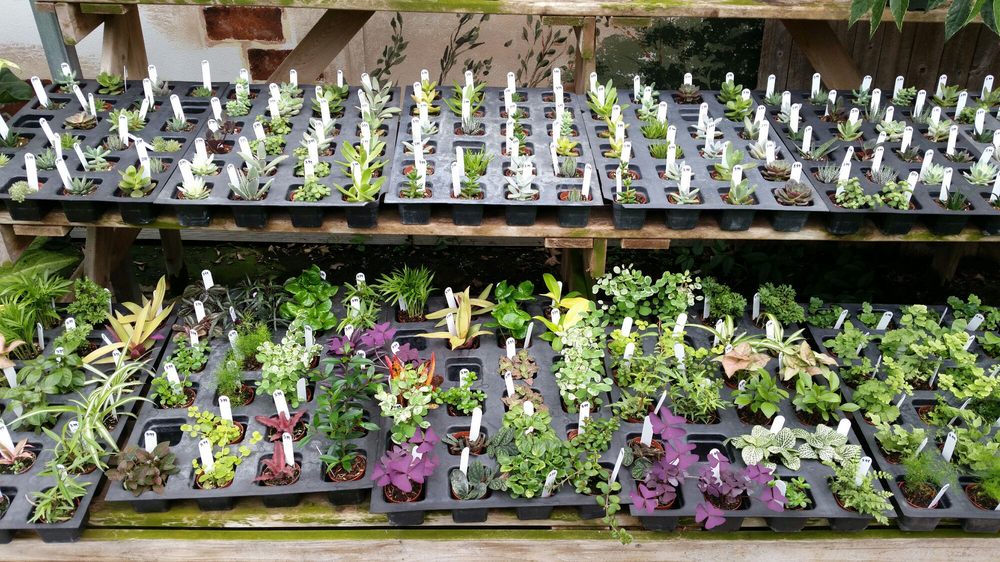 MCNAMARA FLORIST Updated October 2024 11 Photos 4322 Deforest Ave