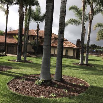 Barrons Gardening Service - palm trees in front of a house - Gardeners Near Me Barrons Gardening Service - palm trees in front of a house - Gardeners Near Me