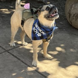 Drigon Dog Park