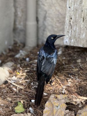 San Antonio River Walk by null
