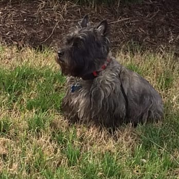 Chesapeake City Park - Man dog loves some dog park. - Playgrounds Near Me - Chesapeake, Virginia Chesapeake City Park - Man dog loves some dog park. - Playgrounds Near Me - Chesapeake, Virginia
