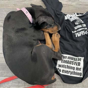 Hope Dog Training - My very well behaved puppy. - Pet Training Near Me - Norco, California Hope Dog Training - My very well behaved puppy. - Pet Training Near Me - Norco, California
