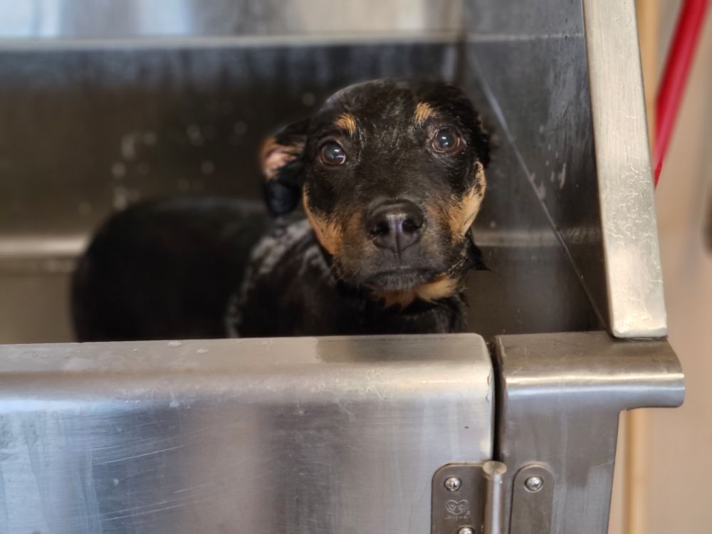 PAWADISE DOG GROOMING 144 Photos & 29 Reviews 3205 Midway Dr, San Diego, CA Yelp