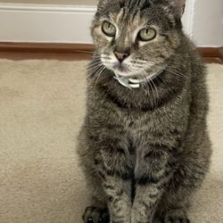 Severn Square Veterinary Hospital - My 18 year old cat Nadia
