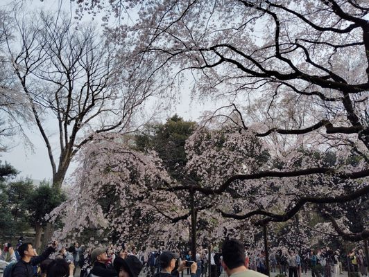 Rikugien Gardens by null
